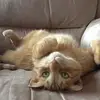 Lynne C Lessard 🇨🇦☮️ - @raymond.33 - TikTok