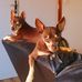 Lynn Levant - Facebook