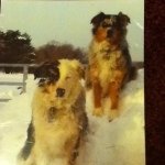 Avery Lynn Loomis - @i_love_dogs_1599 - Instagram