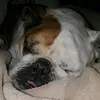 wv bulldog mom - @lynnma70 - TikTok