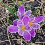 Lynn Massey - @lynn.massey.5 - Instagram