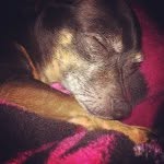 Shelby Lynn Mata - @thepupsofmatamanor - Instagram