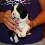 Lynn Maxey - @foothillcorgis - Instagram