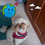 Lynn Mayes - @benjimum60 - Instagram