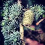 Lynn McDevitt - @geneybit - Instagram