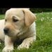 Lynne McLellan - Facebook