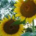 Lynne Menard - Facebook