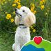 Lynne Messenger - Facebook