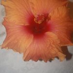 Lynn Milner - @lynnmilner57 - Instagram