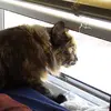 lynnmosher6 - @lynn.mosher - TikTok