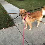 Lynn Mullen Regan - @daisymaelovessticks - Instagram