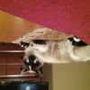 Lynn Mullins Frame - @lynnmullinsframe - TikTok