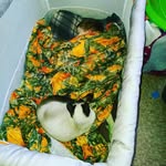 taya lynn nesbitt - @taya_horse_love_8097 - Instagram