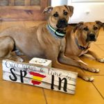 Lynn Neubauer - @2spanishmutts - Instagram