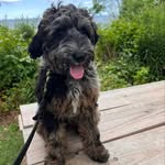 Stevie Lynn Nicks the Doodle - @_stevielynnnicks - Instagram