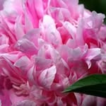 Lynn Norton - @lynn.norton.52 - Instagram