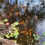 Lynn Norton Evans - @anzatree - Instagram