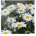 Lynn Nystrom - Facebook