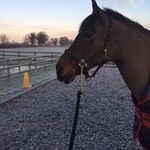Lynn Oakes - @lynnoak3s - Instagram