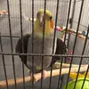 Chicken the cockatiel - @lynnolson710 - TikTok