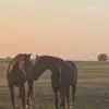 lynnfoster - @lynnfoster - TikTok