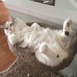 Lynn Pagan - @lynnpagan5168 - Instagram
