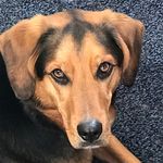 Lynn Parrott - @parrakeet4 - Instagram