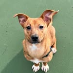 Andromeda Lynn Pease Fuller - @andidanditheservicedog - Instagram