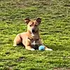Andromeda Lynn Pease Fuller - @andidanditheservicedoggy - TikTok