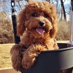 Penny Lynn + Bucatini - @pennylynncavapoo - Instagram