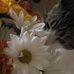 Lynn Pinkham - Facebook