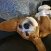 Puppy.dogs123 - @lynne.pinter0 - TikTok