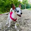 🐾 Posey Lynn 🐾 - @_posey.lynn_the.chi_ - TikTok