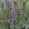 lynnpressley65 - @lynn.pressley4 - TikTok