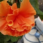 Lynn Ricker - Facebook