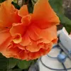 lynnricker38 - @lynnricker38 - TikTok