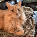 Lynn Robitaille - @lynn_robitaille321 - Instagram