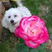 Lynn Romine - Facebook