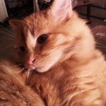 Robin Lynn Romine - @tank2mom - Instagram
