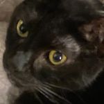 Lynn Roper Bell - @lumagico_cats - Instagram