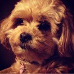 Tinka Lynn Saenz 🎀 - @tinkathelhasaapso - Instagram