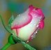 Lynn Santos - Facebook