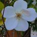Lynne Schexnayder Gisclair - Facebook