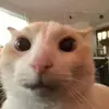 lynnseegerslucy - @lynnseegerslucy - TikTok