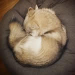 Lynn Seng - @mochi.akk - Instagram