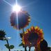 Lynn Senter - Facebook