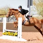Jodi Lynn Shapiro - @jodishapirohunterjumpers - Instagram