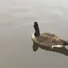 Becky Lynn Sheets - @beckylynnsheets - TikTok
