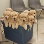 Lynn Shelley - @shelley4988 - Instagram