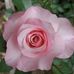 Lynne Sherwin - Facebook